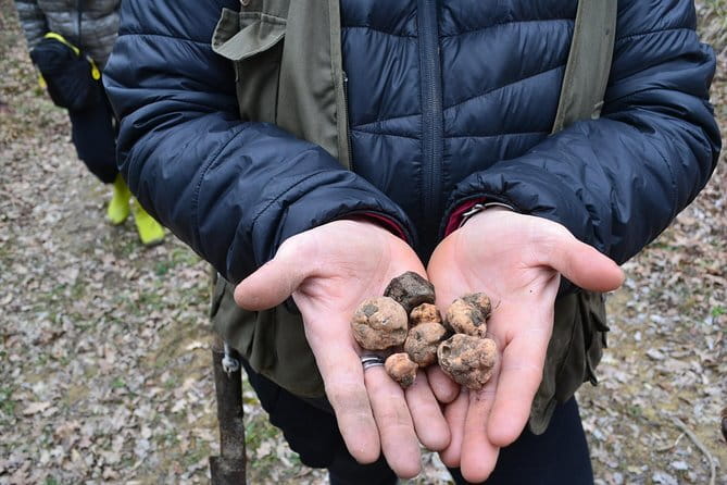 Truffle Hunting Experience with Lunch in San Miniato - Who should book this (and who should reconsider)