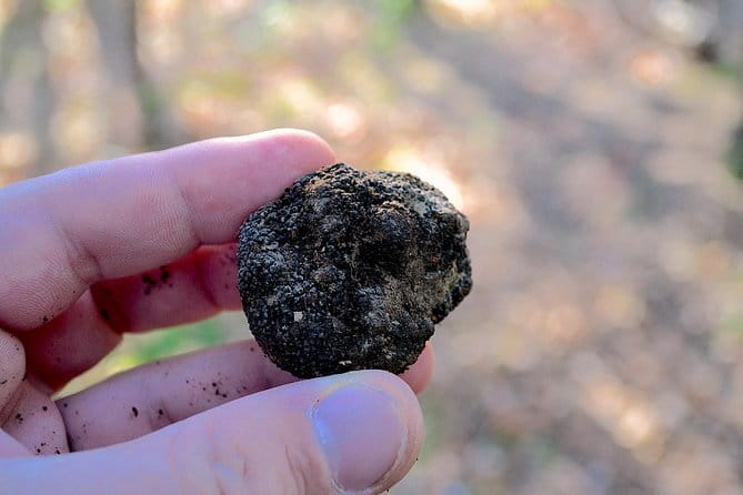 Truffle Hunting Experience with Lunch in San Miniato - Fattoria Collebrunacchi at 11:00: meeting the family farm mood
