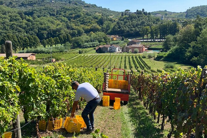 Tuscan Wine Tour in Lucca by van - Stop 2 in the countryside: lunch where wine actually fits