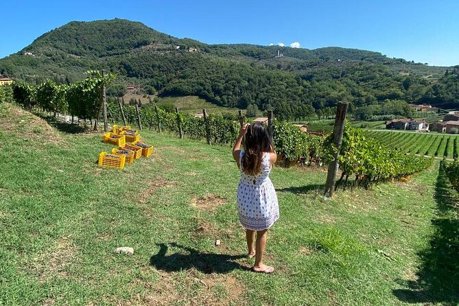 Tuscan Wine Tour in Lucca by van - Certified organic cellar tastings: what to look for