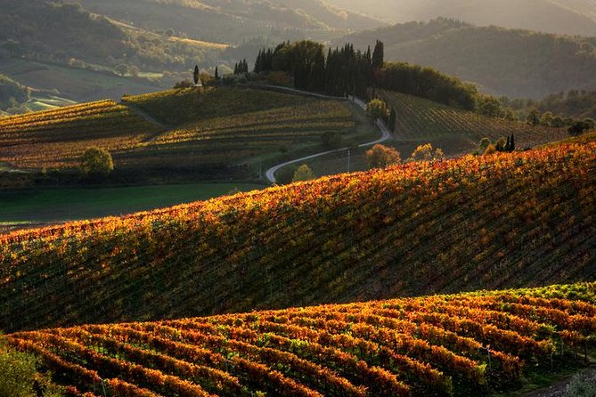 Tuscany Hiking Tour from Siena Including Wine Tasting - Key highlights I think you’ll care about
