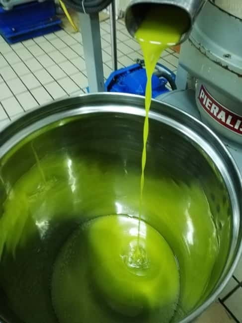 Umbria: guided tour to traditional oil mill + tasting - Price and logistics for a $16 experience