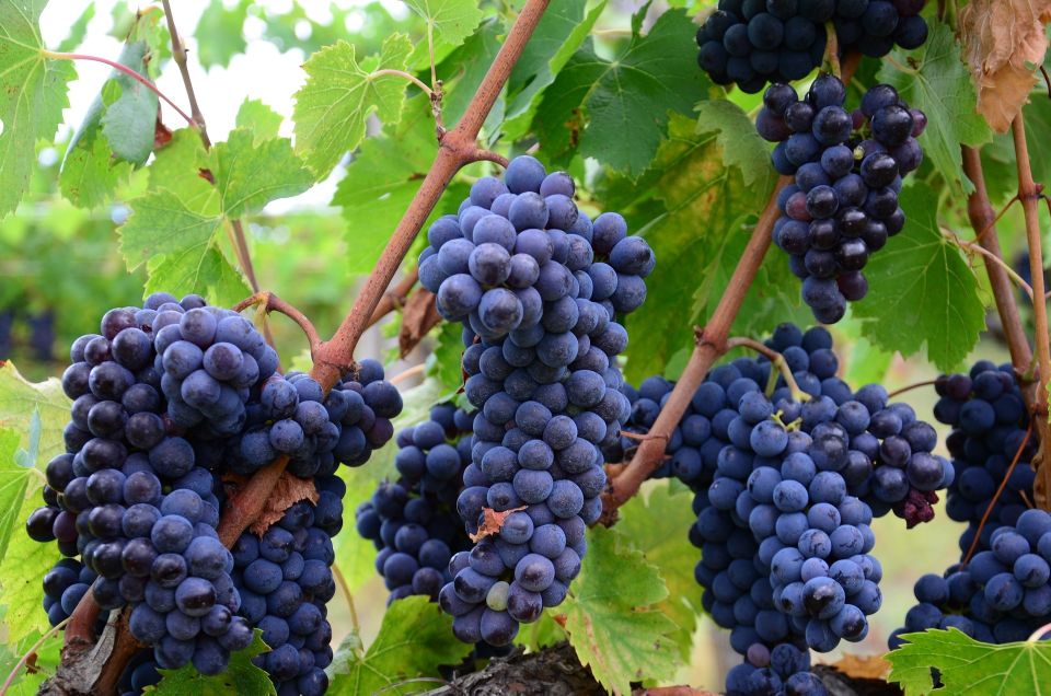 Valpolicella: 1.5-Hour Guided Winery Tour with Wine Tasting - Key things to know before you go