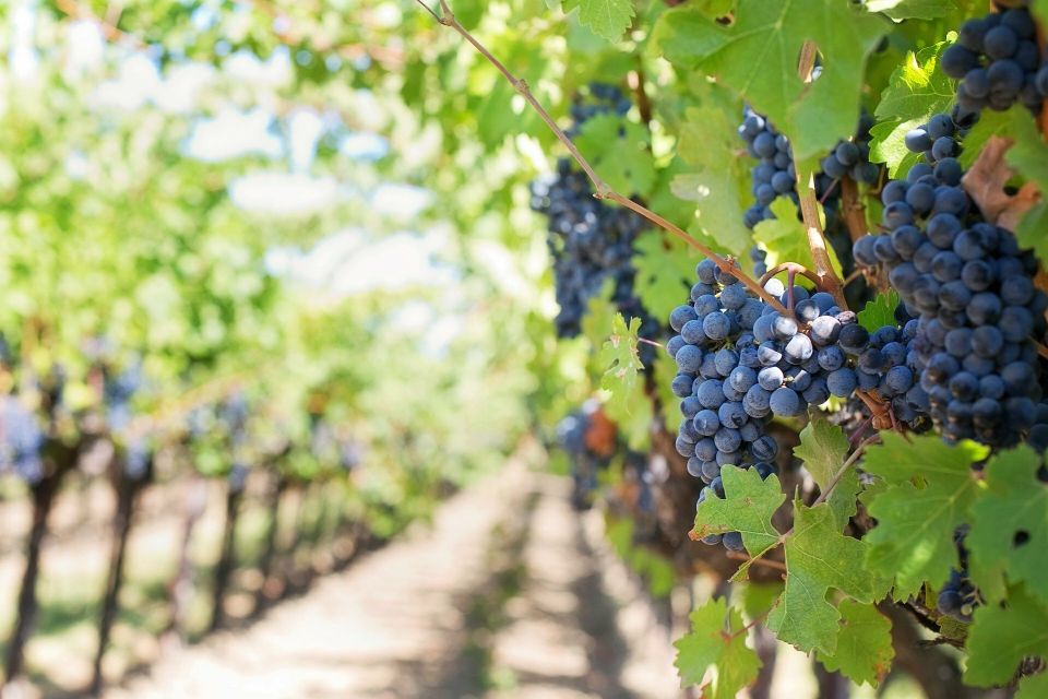Valpolicella: 1.5-Hour Guided Winery Tour with Wine Tasting - Amarone, Recioto, and Valpolicella: what to look for in the glass