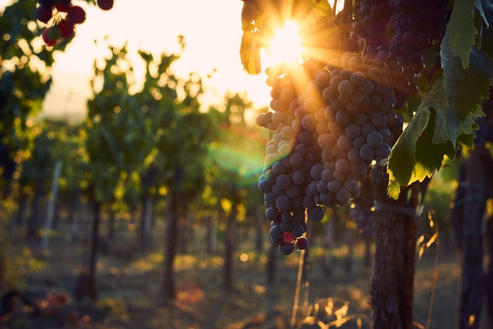 Valpolicella: 1.5-Hour Guided Winery Tour with Wine Tasting - Price, pacing, and who it fits best