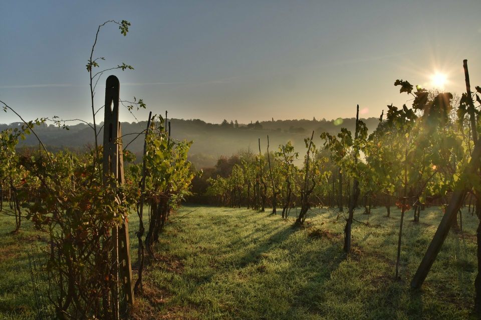 Valpolicella: 1.5-Hour Guided Winery Tour with Wine Tasting - Should you book this Valpolicella winery tour?