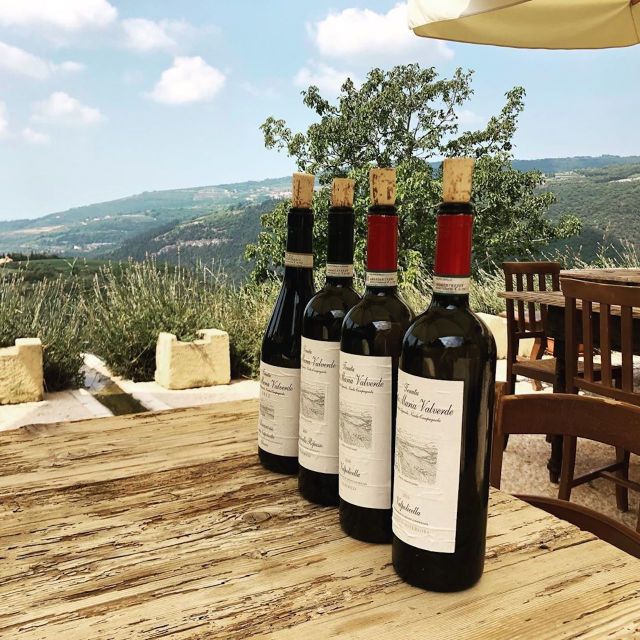 Verona: Vineyard and Winery Tour with Wine Tasting - Wine tasting on the terrace: what to expect and what to notice