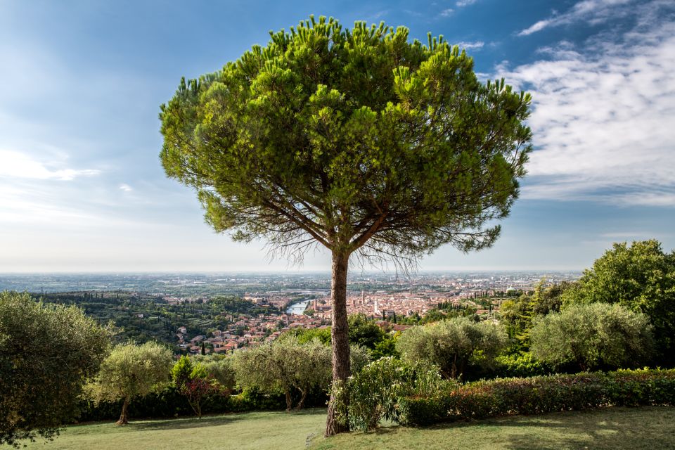 Verona: Wine Tasting with Snacks and Panoramic Views - Should you book Corte San Mattia for wine tasting?