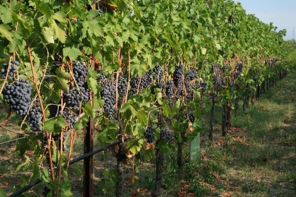 Verona: Wine Tasting with Snacks and Panoramic Views - Timing your visit for the best light over Verona