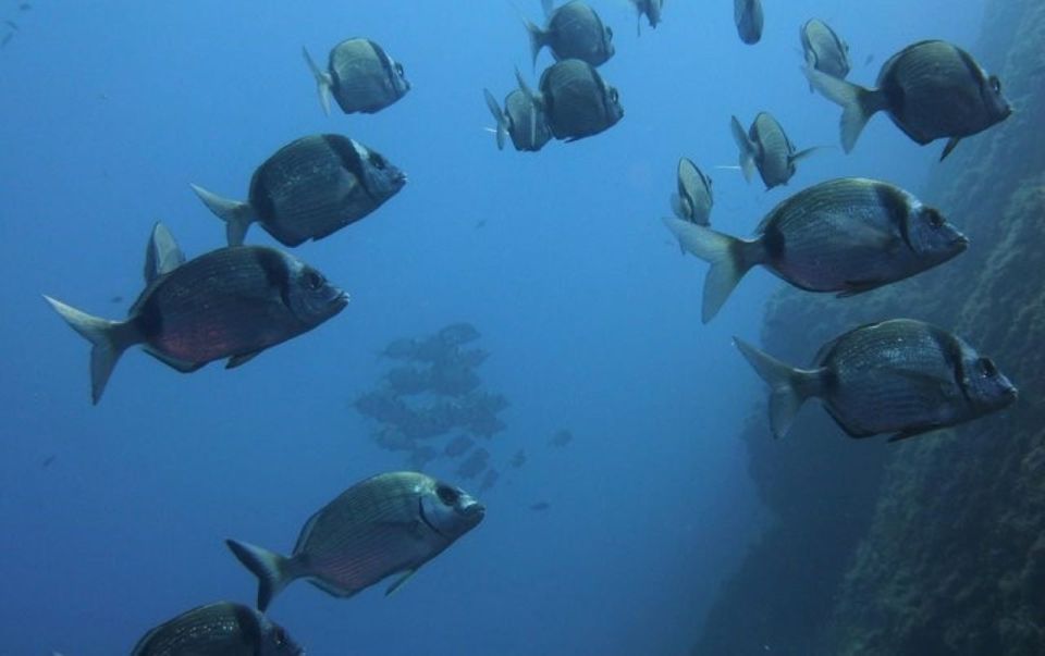 Villasimius: Capo Carbonara Boat and Snorkeling Tour - Price and value: is $60 for 4 hours fair?