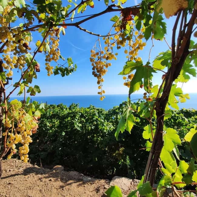 Volastra: BarCa Wine Tasting in Cinque Terre and Pesto Class - BarCa Winery Cellar Tour: What You Learn Before You Taste