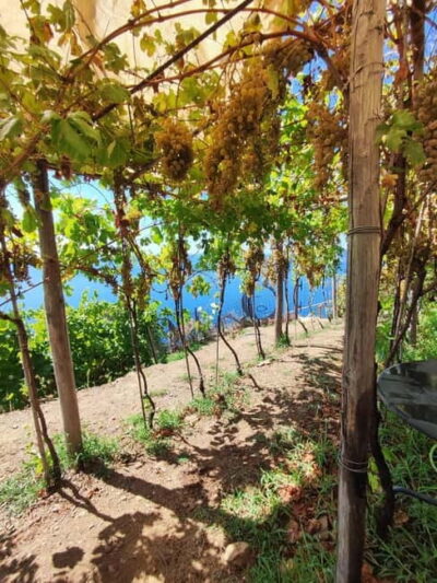 Volastra: BarCa Wine Tasting in Cinque Terre and Pesto Class - Getting There From Manarola: Bus Ride, Quick Uphill, and the Shoes Tip