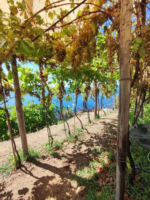 Volastra: BarCa Wine Tasting in Cinque Terre and Pesto Class - Getting There From Manarola: Bus Ride, Quick Uphill, and the Shoes Tip