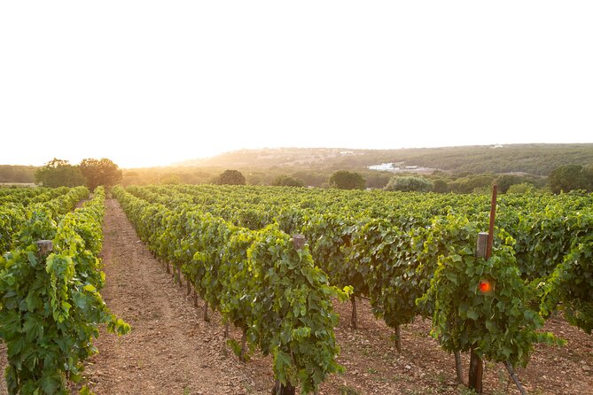 Wine Experience: vineyard, wines and food - Key things that make this tasting worth your time