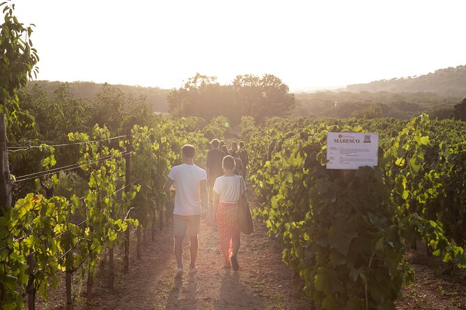 Wine Experience: vineyard, wines and food - Price and value: what $35.09 really buys you