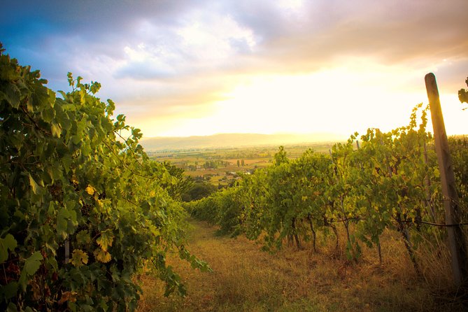 Winemaker for a Day: Tour an Organic Winery - Winemaker for a Day at Tili Vini Bio: what you do in 2 hours