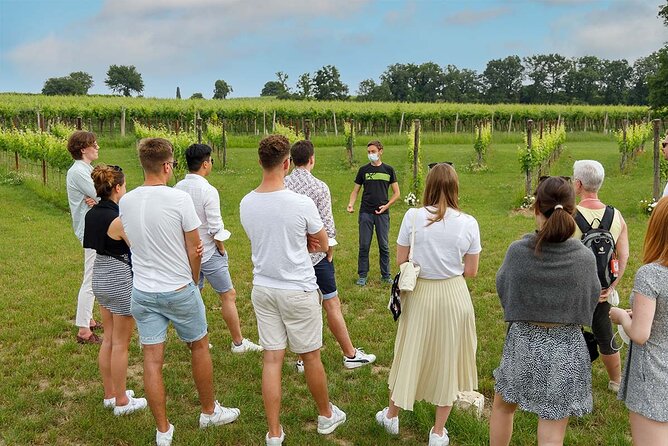 Winery Tour and Tasting of Garda Wines in Lazise - Cellar and production time: from harvesting to bottling